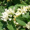 Lonicera oblongifolia P1D (3)